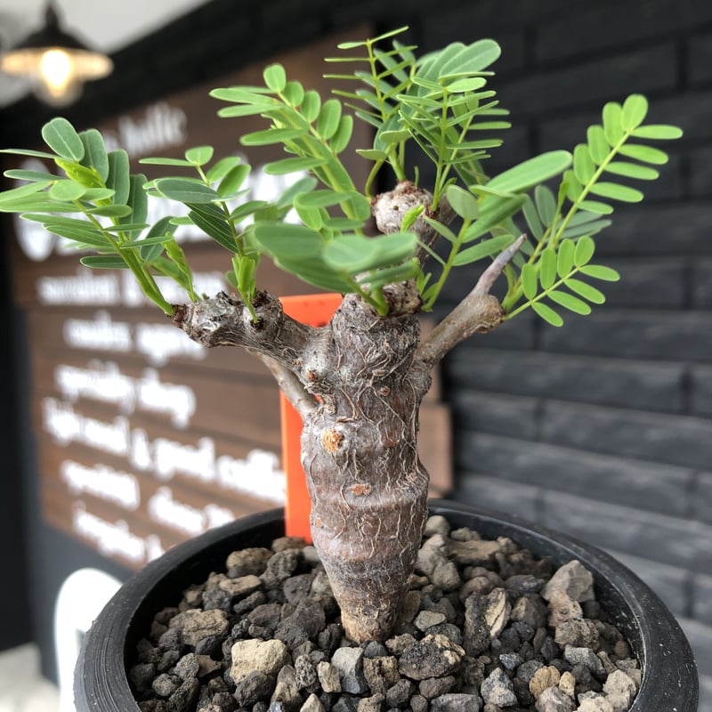 senna meridionalis《 M size》※現地球発根後店主国内管理3年株※大変