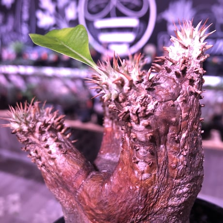 packypodium   enigmaticum《大きめS  size》※希少light brown肌‼︎ ※可愛くもエニグマらしさは健在!肌質が堪らない‼︎※ mad  black  pot植え