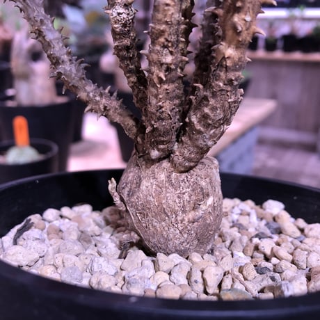 euphorbia    hofstaetteri《L size》希少‼︎