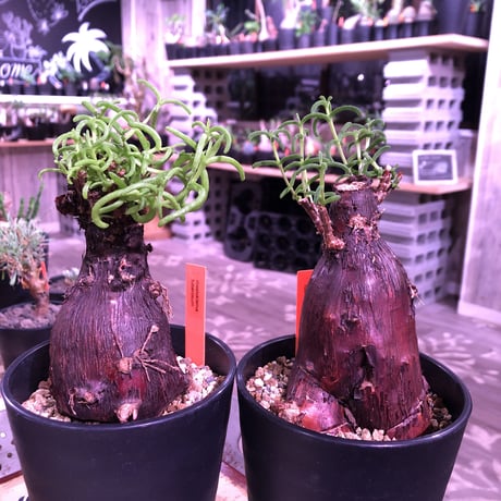 mestoklema   tuberosum《M  size》冬季も成長開花するインテリア性高き人気灌木caudex‼︎  《限定2株》