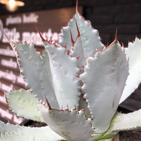 agave guadalajalana《L size》※現地球株発根済※大きめ且つ締まり良き美しい選抜株※mad black bowl pot植え