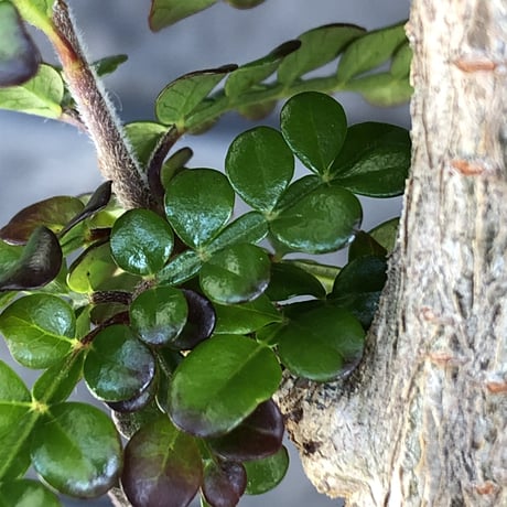 operculicarya decaryi littmon seed🌱  《11年株》※極太選抜株※長きに渡り育て幹のボコボコも強きパワータンクも厳つい一株※mad black pot植え