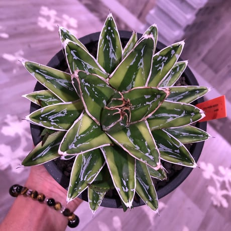 agave   victoria-ieginae  f.varieg. kizan《M  size》子吹き２つ   mad  black  pot植え