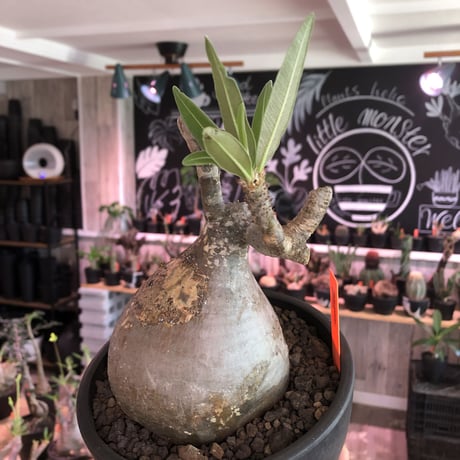 packypodium  gracilius《L size》希少‼︎驚愕球体+現地焼け※現地球発根済株※愛くるしさ100%かわいさ満点の激丸グラキ※mad black bowl pot植え