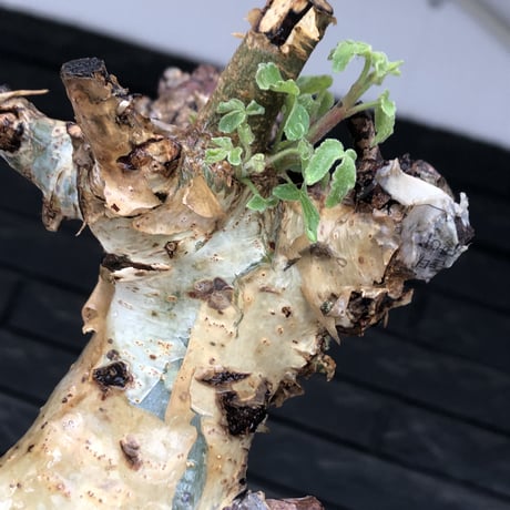 commiphora  holtziana《LL size》※現地球発根後店主国内管理3年株※weight低め且つ極太幹も味深くカッコいい一株※mad black bowl pot植え