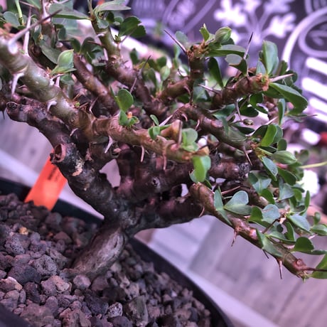 sarcocaulon  vanderietiae《L size》※サルコカウロン 希少夏型  mad  black  pot植え ※店主管理国内４年株