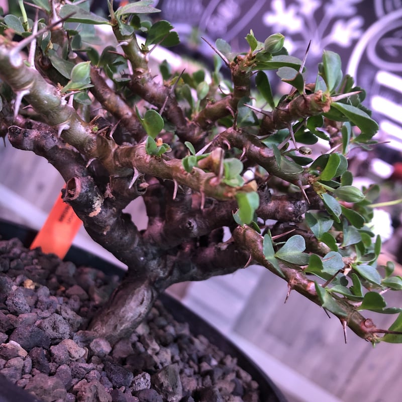 sarcocaulon vanderietiae《L size》※サルコカウロン 希少夏型