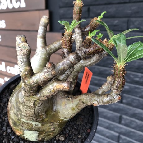 pachypodium gracilius《小さめL size》※現地球発根後店主国内管理3年株※極balance樹形&半端なき躍動する枝振りが堪らない※mad black bowl pot植え