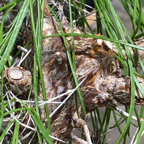 didierea madagascariensis《LL size》※現地球極太大株発根済※古木感強く垂れ下がる涼しげな葉と棘のコントラストが堪らない※brown marble bowl pot植え