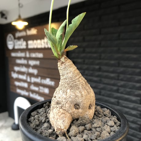 euphorbia  fishbone《 大きめM size》※現地球株発根済※激希少‼︎流通少なきフィッシュボーン※mad black pot植え