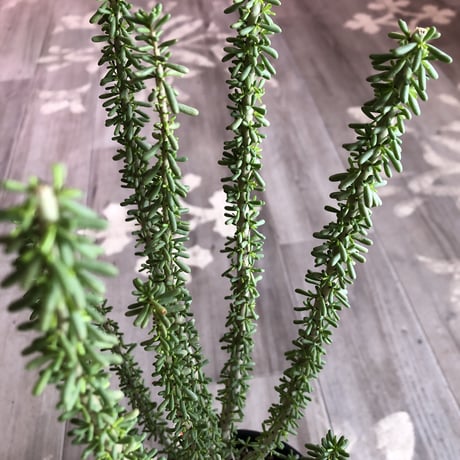 ceraria   namaquensis《L size》