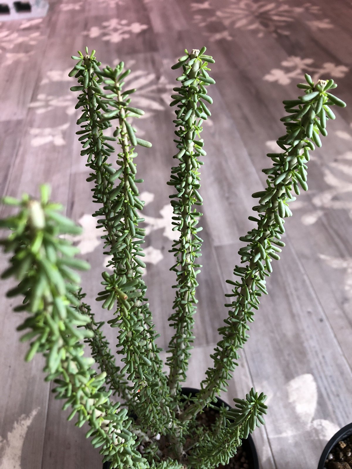 ceraria namaquensis《L size》 | plants holic ceraria namaquensis《L size》 | plants holic
