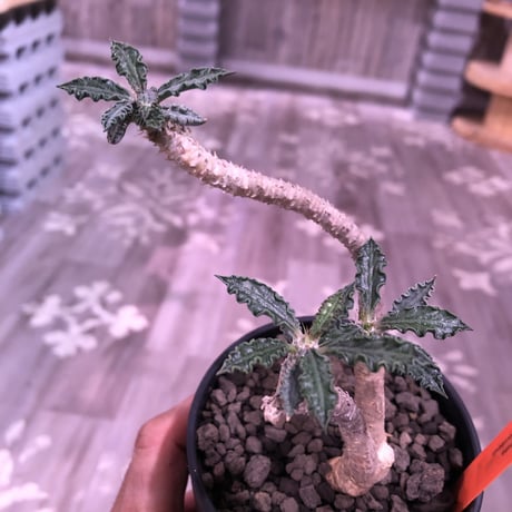 euphorbia     ambovonbensis《M size》激おススメ株‼︎