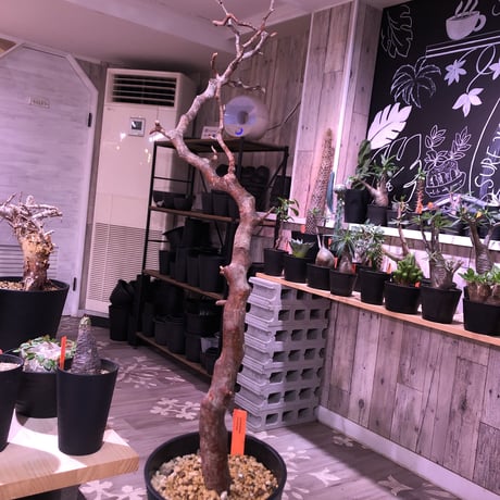 commiphora   monstrosa《 L  size》現地球発根済み株！剪定済み‼︎※丈の大きめサイズ感のbalance良きモンスト‼︎※限定1株‼︎