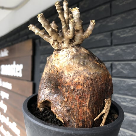 pachypodium bispinosum 《大きめM size》極希少‼︎激エグれ株※現地球発根後店主国内管理5年株※両A面な激しいエグれ生き様強き一株※mad black pot植え