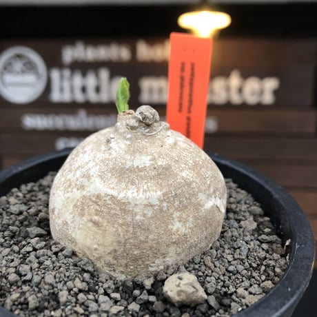 pentagonanthus grandiflorus ssp.glabrescens《M size 》※現地球発根後店主国内管理2年株※激希少種‼︎可愛すぎる装い※mad black pot植え