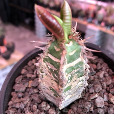 euphorbia    neohumbertii《噴炎竜》M size