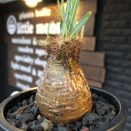 packypodium  gracilius《S size》赤肌＆現地焼け株※現地球発根済株※店主国内管理2年株※短枝赤肌の小振りでも味深き一株‼︎※mad black pot植え
