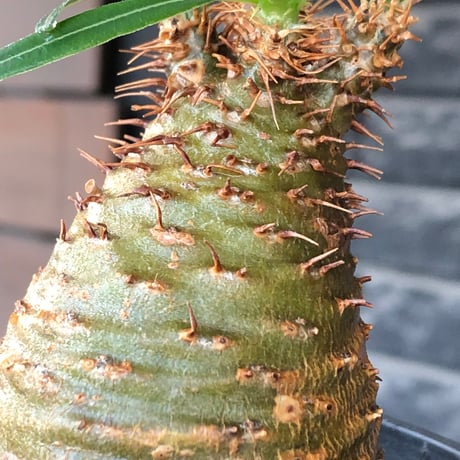 pachypodium gracilius《大きめS size》※現地球株発根済※可愛さだけでは終わらない!green肌＆現地焼けに横筋の強さも堪らない一株※black bowl pot植え