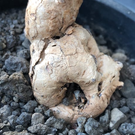 pelargonium  nova《L size》※現地球株発根済※丁度年月かけ脱皮後のためツルツル表皮も愛らしい大株※black pot植え