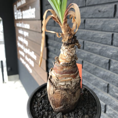 boophane   disticha  《M size》black肌※手乗りsizeな良き樹形なblack肌カラーが魅力※mad black pot植え
