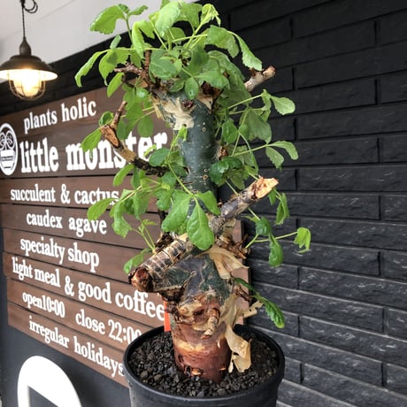 commiphora  holtziana《LL size》極太株※現地球発根後店主国内管理4年株※極太幹&weight低きwildな装い※tall pot植え