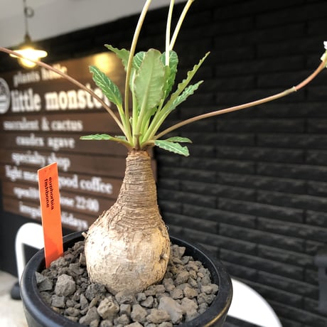 euphorbia  fishbone《 M size》※現地球発根後店主国内管理4年株（店主私物株②）※激希少‼︎今や流通少なきフィッシュボーン※mad black pot植え