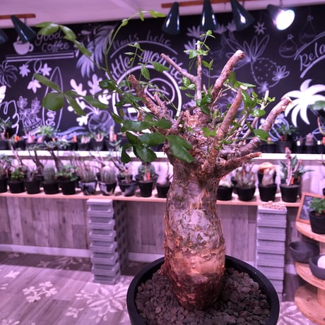 commiphora   humbertii《 M  size》※発根芽吹き済み株‼︎ wildな株幅を持つ男前な佇まい‼︎※mad black pot植え