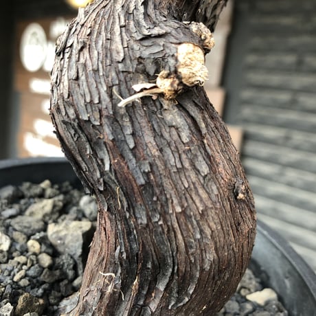 mestoklema tuberosum《大きめM size》※現地球発根後店主国内管理5年株※味深き表皮にバランス良く絶妙な捻くれ樹形の冬動く希少灌木※mad black pot植え