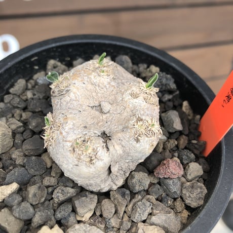 pachypodium  brevicaule恵比寿笑い《S size》※現地球発根後店主国内管理2年株※逆に流通少なき激かわサイズ‼︎ほっこりし堪らない一株‼︎※mad black pot植え