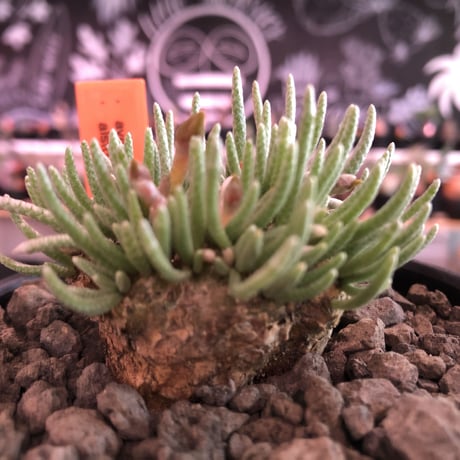 avonia   alstoni 《L L   size》※特化した高さのある大きな塊根を持つアルストニー希少大株No.②※ mad black bowl pot植え