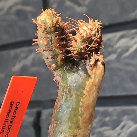 pachypodium gracilius《大きめS size》極‼︎現地焼け肌※現地球発根後店主国内管理3年株※激しすぎる荒々しい現地焼け肌がとびきり魅力※mad black pot植え