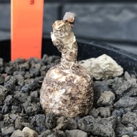 monadenium capitatum《M size 》希少種※現地球発根済※丸み強き株元に霜降り班模様が美しくもかわいい一株※mad black pot植え