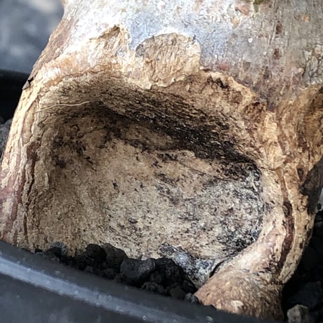 pachypodium bispinosum 《小さめM size》※現地球発根後店主国内管理3年株※生き様強く感じるエグれ球体株※mad black pot植え