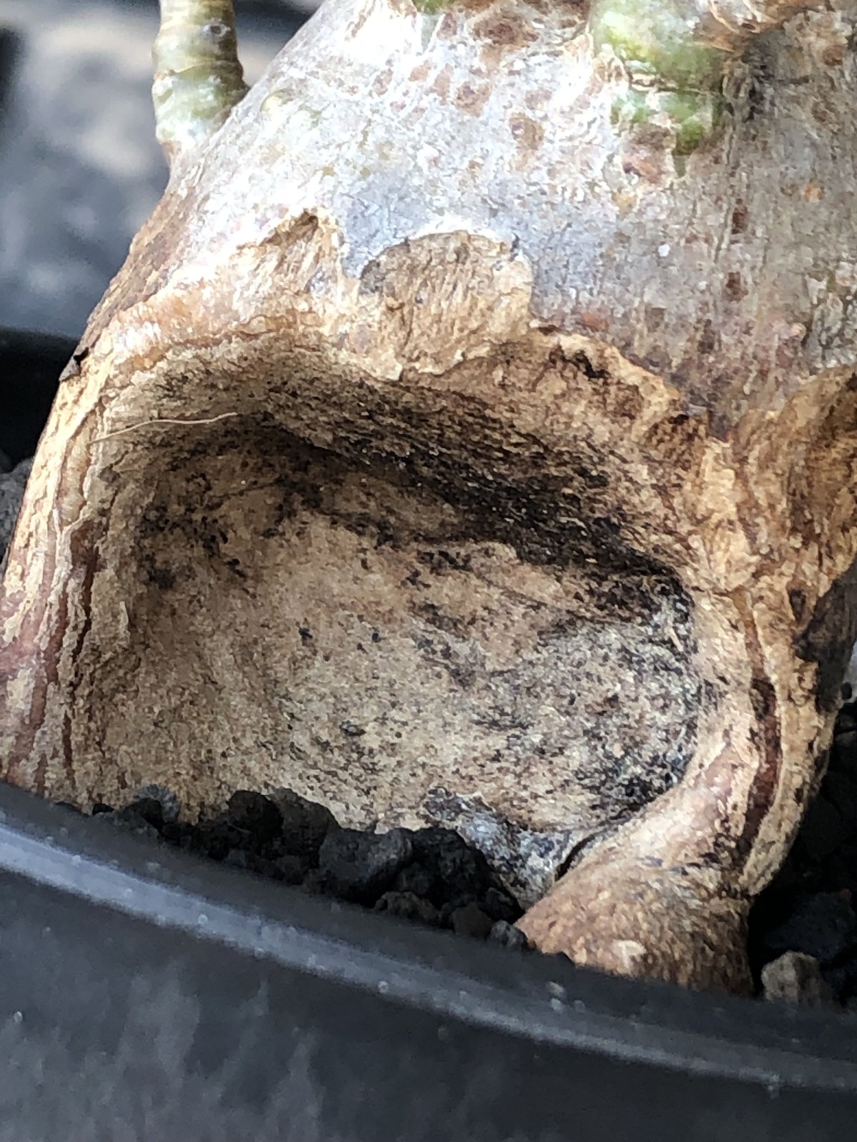 pachypodium bispinosum 《小さめM size》※現地球発根後店主国内管理