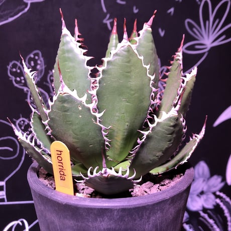 agave    horrida《M   size》