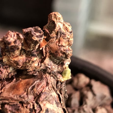 pelargonium lobatum《M size》※現地球発根済株※店主国内管理3年株※balance良き樹形‼︎冬型らしいかわいい葉と綺麗な花が魅力※mad black bowl pot植え