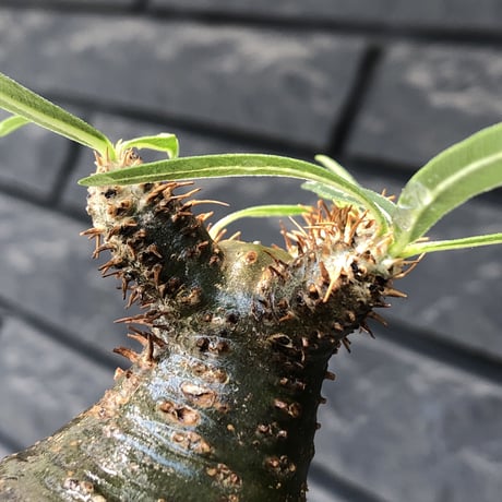 pachypodium gracilius《大きめS size》※希少green肌&360度球体株※現地球発根後店主国内管理2年株※短枝グリーン肌のまん丸球体株※mad black pot植え