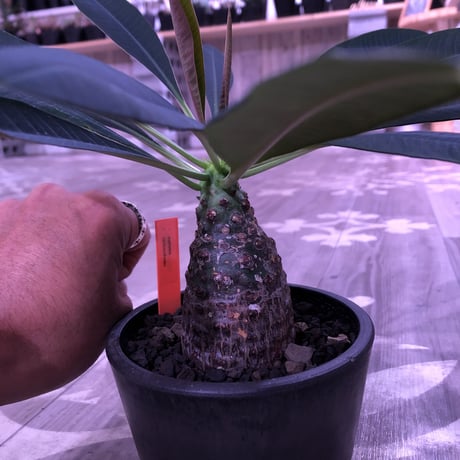 euphorbia   pachypodioides《M size  360度 ぼってり丸型》憎めないほどぼってりで愛くるしい1株‼︎　※mad black pot植え‼︎