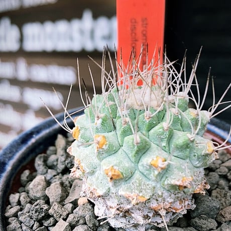 strombocactus 菊水《大きめS size》激希少‼︎現地球発根後店主国内管理4年株※激希少現地球株の上、まん丸球体樹形で堪らない一株※常滑焼陶器鉢植え