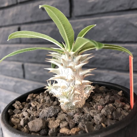 packypodium inopinatum  littmon  seed🌱《大きめS size》※流通少なき枝数多きリトモン実生！白花オススメ株※mad black bowl pot植え※限定２株