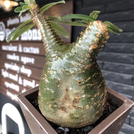 pachypodium gracilius《 M size》希少green肌&ぼってり樹形※現地球発根後店主国内管理3年株※balance良く極グリーン肌が◎※polyhedron pot植え