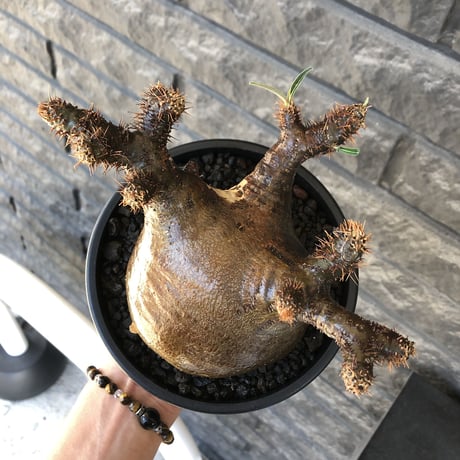 pachypodium gracilius《 L size》偏平&極ぼってり樹形に現地焼け肌※現地球発根後店主国内管理2年株※bigで最高にweight低き装い※mad black pot植え