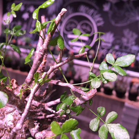 commiphora   humbertii《 M  size》※発根芽吹き済み株‼︎ wildな株幅を持つ男前な佇まい‼︎※mad black pot植え