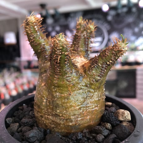 pachypodium  gracilius《S size》※現地球発根済株※店主国内管理2年株※短枝weight低きバランス良き一株‼︎※mad black pot植え