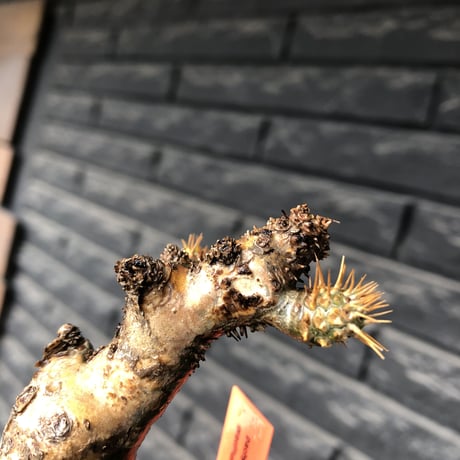 pachypodium gracilius《大きめS size》球体良樹形※現地球発根後店主国内管理3年株※weight低き短枝で360度球体良樹形※mad black pot植え