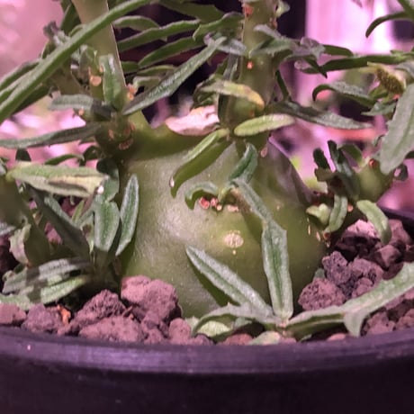 dorstenia  hildebrandtii f.crispum《L size》激希少種※現地球発根済株※ぷっくり株元‼︎実生以外極めて流通少なき種※mad black bowl pot植え