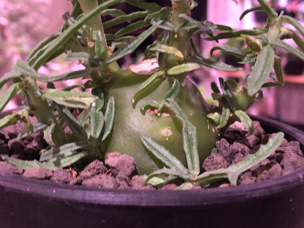 ドルステニア ヒルデブランドティー f. クリスプム 実生2年 ドルステニア ヒルデブランドティーf.クリスプム | GREEN LUCK