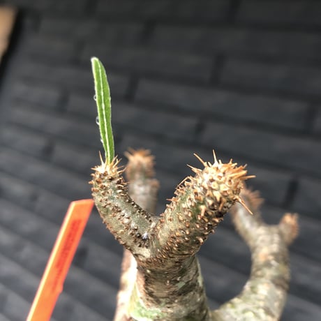 pachypodium gracilius《小さめM size》※希少‼︎green肌※現地球発根後店主国内管理3年株※絶妙な枝振り&樹形balance株※mad black pot植え