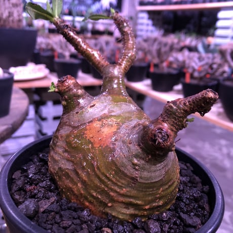 packypodium  gracilius《大きめM size》※現地球発根済株※店主国内管理5年株※一部現地焼けと希少green肌＆纏まり過ぎない歪感ぼってり樹形※mad black pot植え